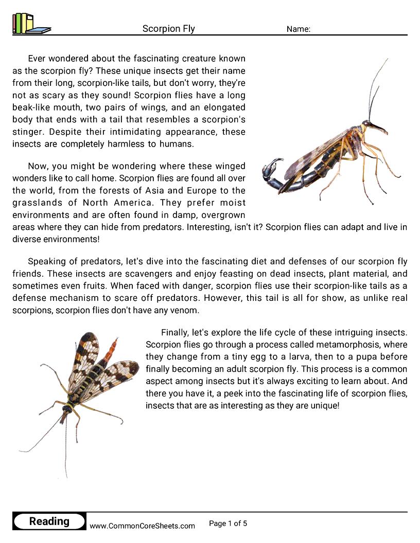 Reading Comprehension Insects Worksheets - scorpion-fly worksheet